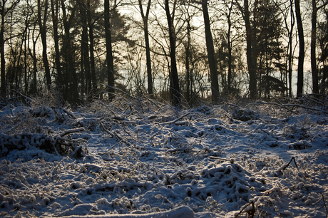 Besneeuwd kreupelhout