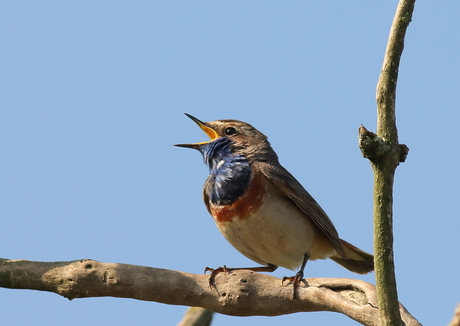 blauwborst