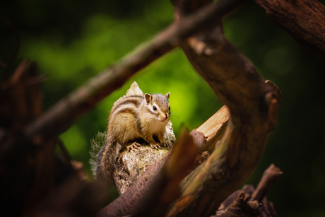 Eekhoorntje in het bos 