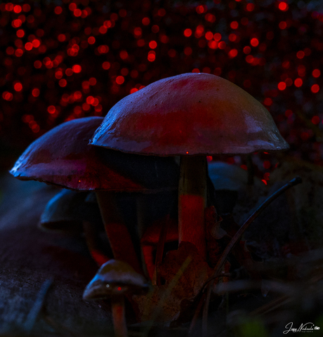Lightpainting the mushroom