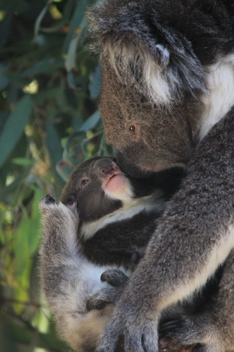Mama koala met haar baby