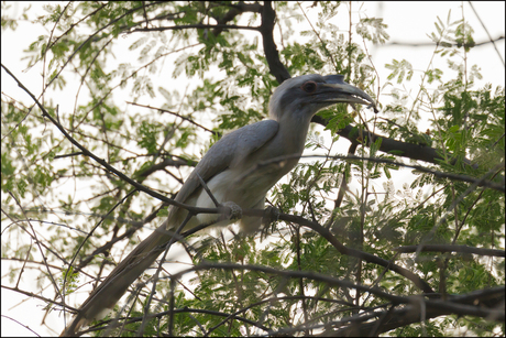 Neushoornvogel