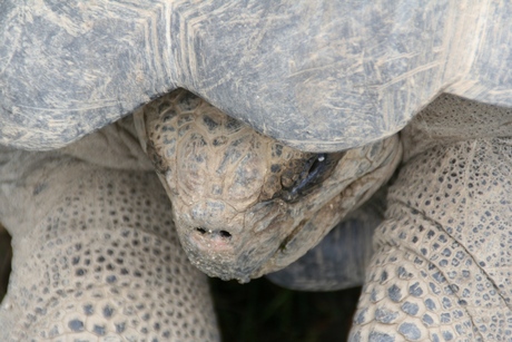 Schildpad - blijdorp