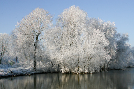 Bomen aan het water