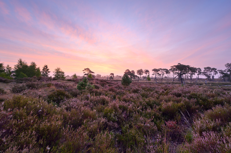 Kalmthoutse Heide 