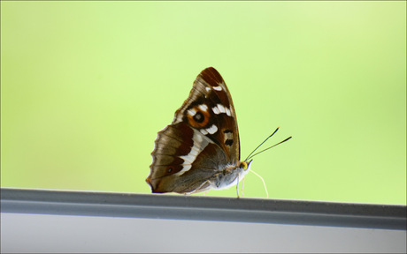 Grote weerschijnvlinder