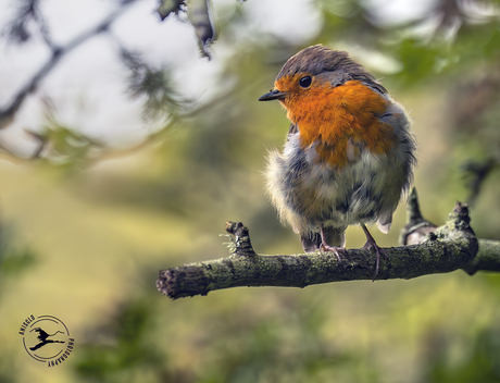 Jonge roodborst op de uitkijk langs de bosrand