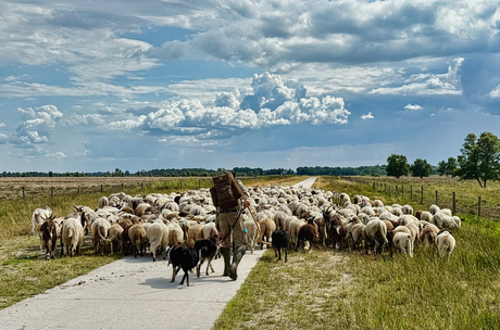 Schaapherder met kudde