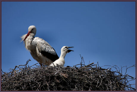 herrie in het nest