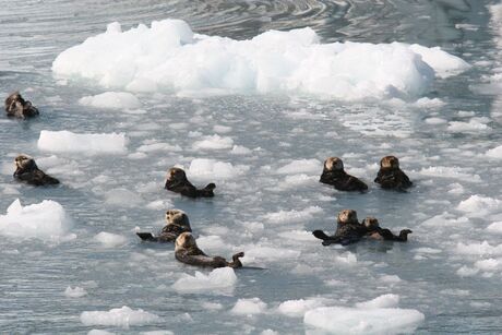 Otters in Prins Willam Sound