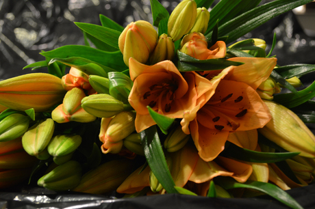 bloemen zwarte omgeving 1132.jpg