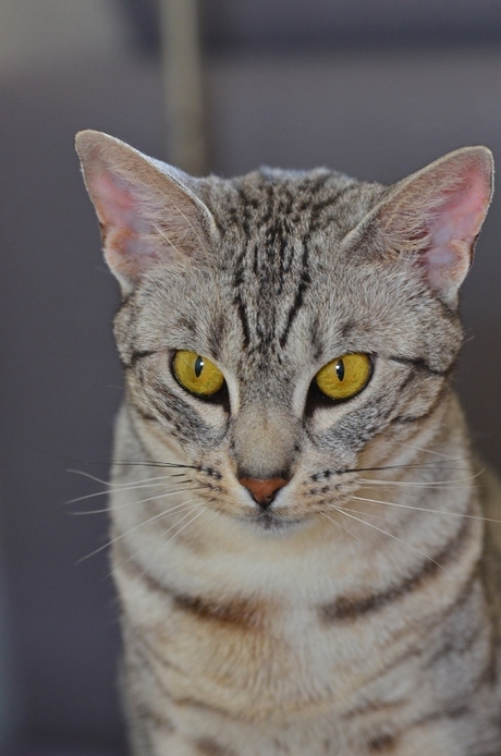 Portret van een Ocicat.