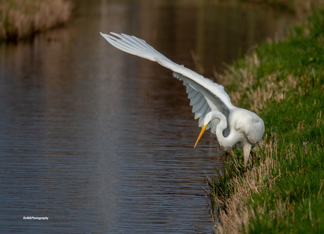 De grote zilverreiger.