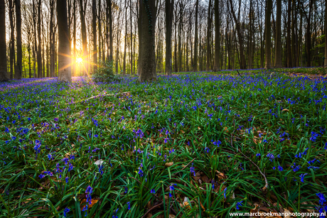 Hallerbos