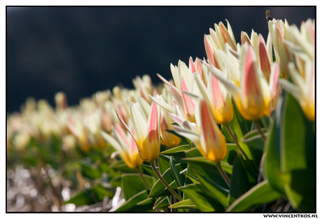 Colorful Tulps