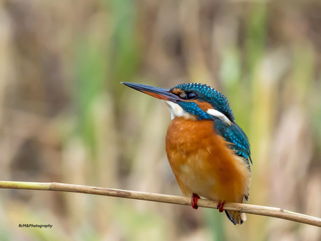 De IJsvogel.