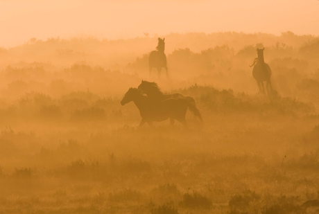wilde paarden in het ochtendlicht