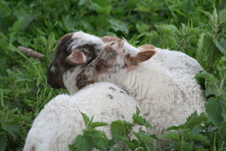 Wilde lammetjes