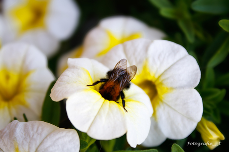 Bloemetjes en bijtjes 