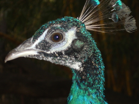 Pauw in een wildpark in Zuid India