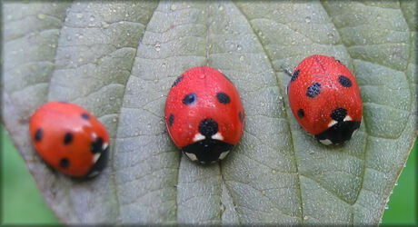 Van wazig naar scherp en andersom