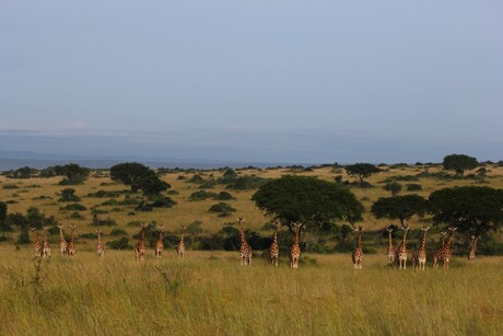 Giraffes op een rij