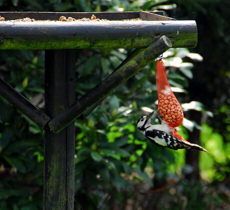 Hangspecht