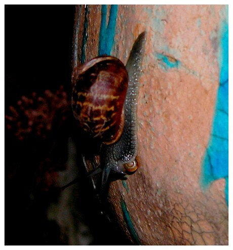 Nachtelijke wandeling met kind