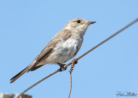 Mediterrane vliegenvanger ssp balearica (Muscicapa tyrrhenica balearica)