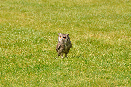 Noordelijke witwangdwergooruil