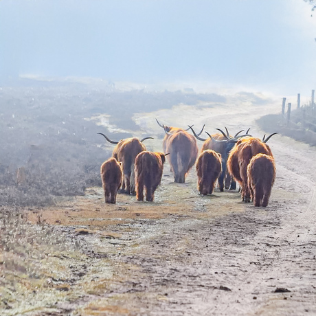 Schotse hooglanders