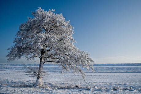 Snow covered tree