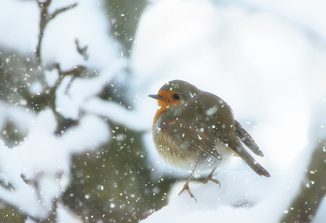 TOUCH OF SNOW