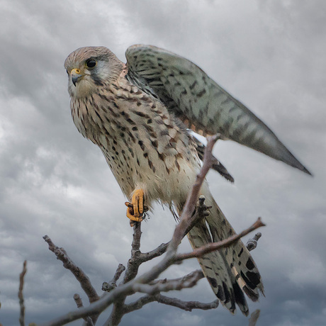 Torenvalk als kerstengel