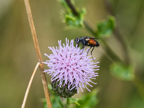 Eriothrix rufomaculatus (vlieg)