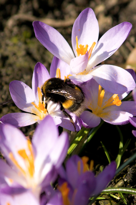 Bloemtjes en een bijtje