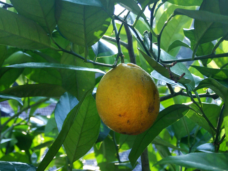 Citrusvruchten in Nederland