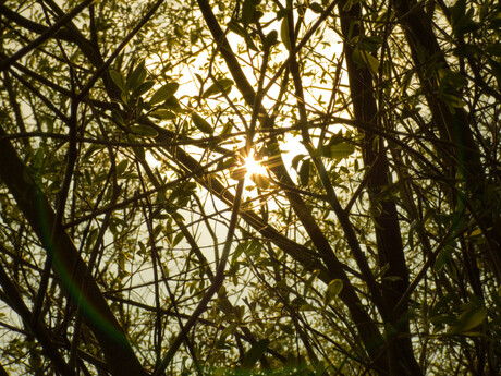 Zon door de bomen