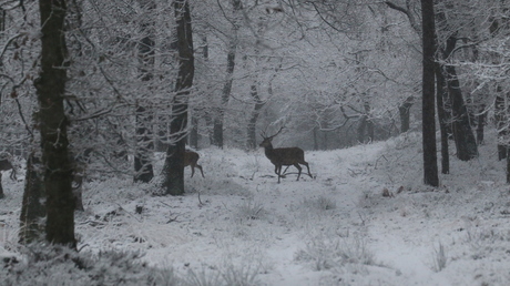 Hert in vrije wildbaan