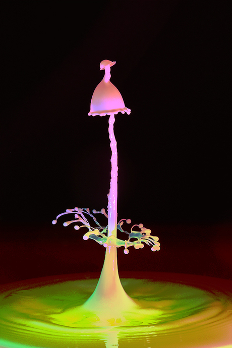 Drievoudige paddenstoel