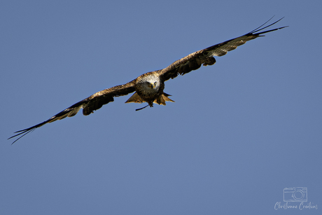 Majestueuze Jager in Vlucht