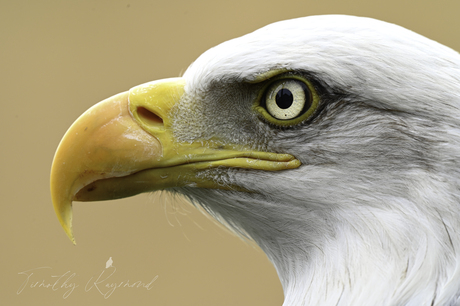 close-up van een Amerikaanse Zeearend