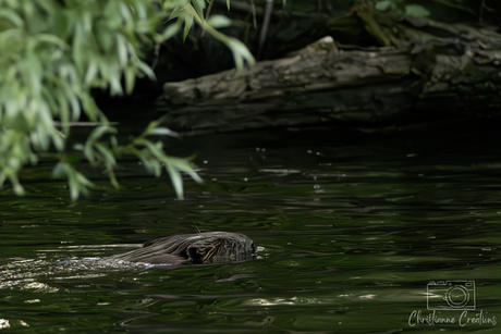 Bever in de Biesbosch