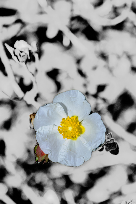 Cistus salviifolius