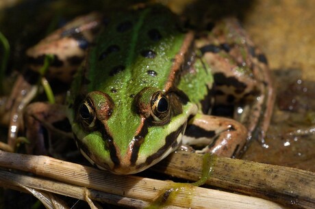 groene kikker