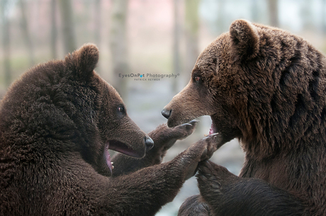 Bears fight