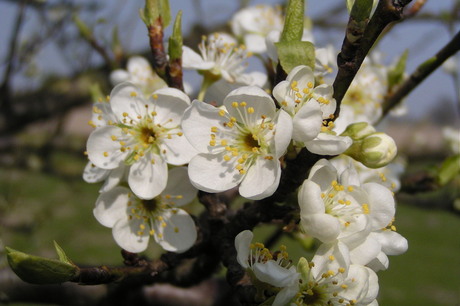 Cherry blossom