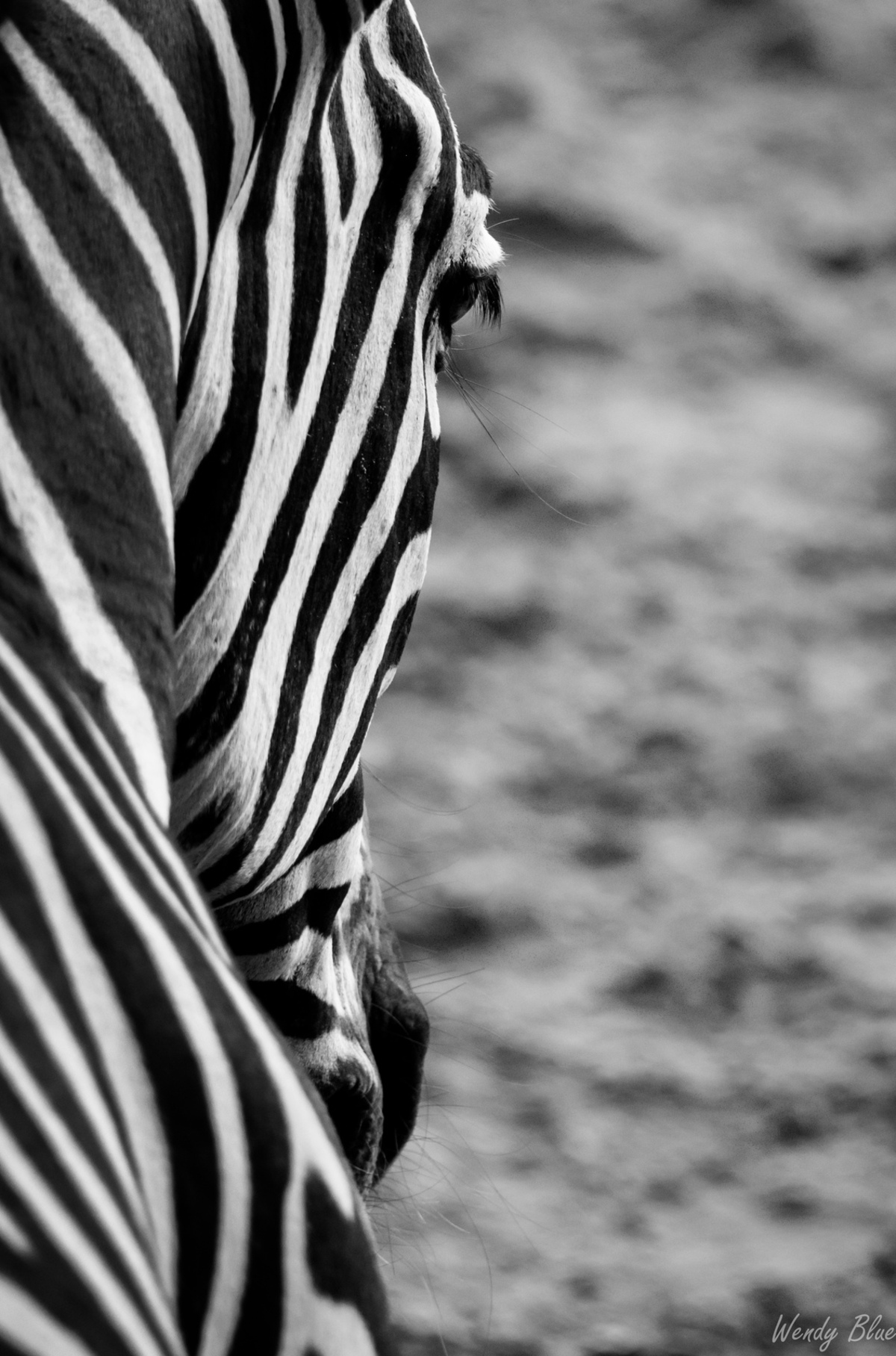 vezel Vrijstelling vervolgens zebra in het zwart wit - foto van wendy134076 - Dieren - Zoom.nl