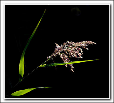 helmgras in het licht