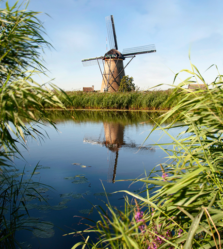 Kluitje in het in riet